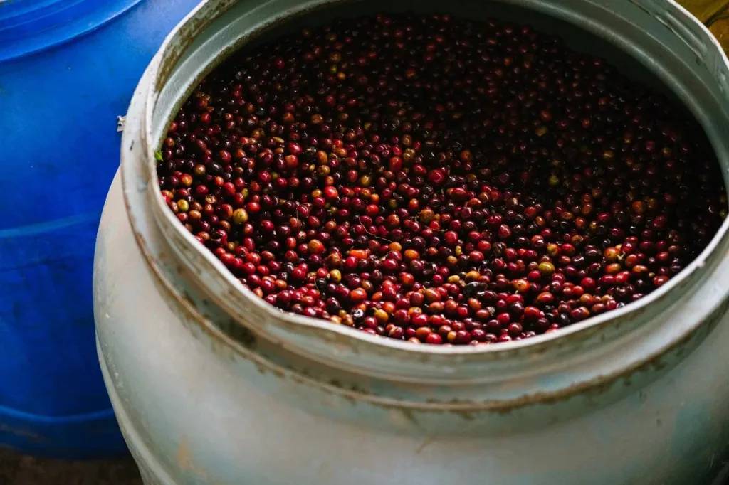 Эфиопия Декиту Анаэробный, обжарщик Tasty Coffee
