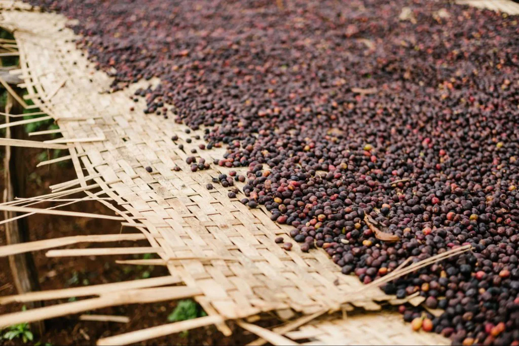 Эфиопия Мукера Соакинг, обжарщик Tasty Coffee