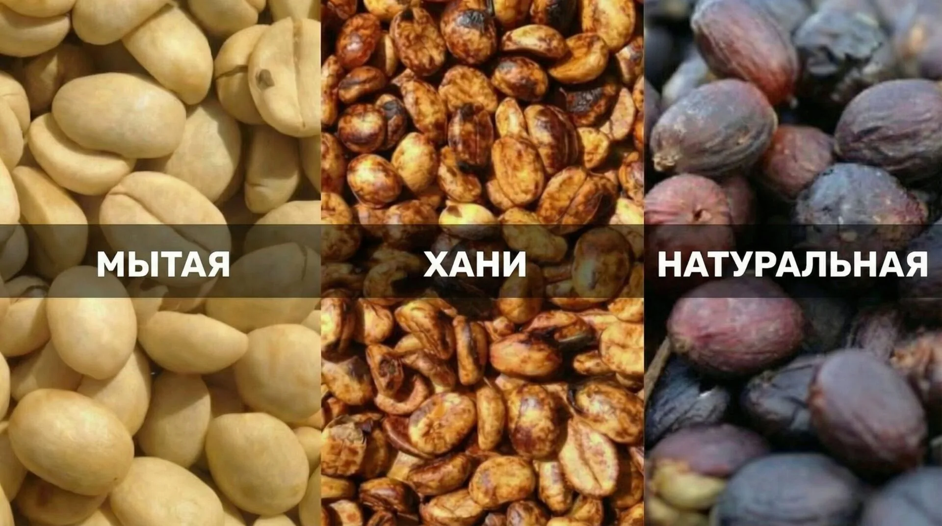 Мытая, натуральная, хани: методы обработки зерна