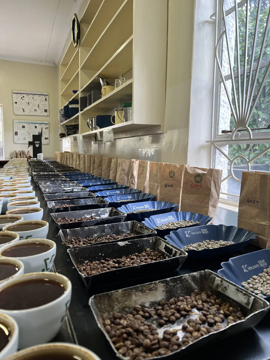 HQ! coffee, каппинг образцов на станции обработки